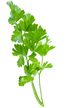cilantros